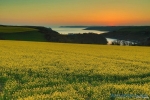 Sunset - Rapeseed